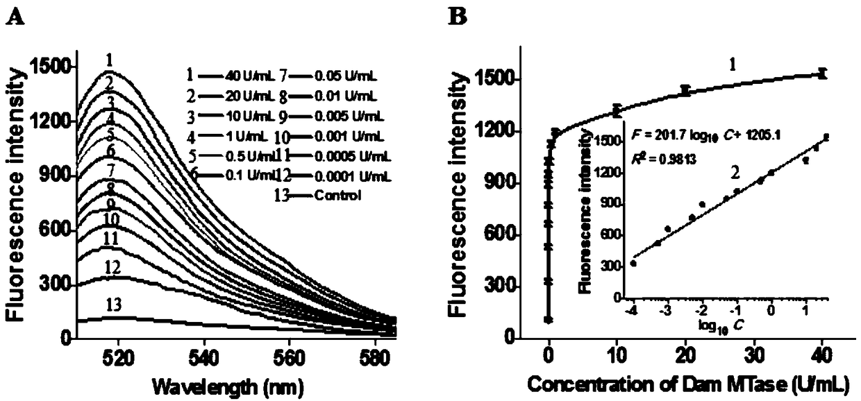 Kit and method for detecting activity of DNA methyltransferase