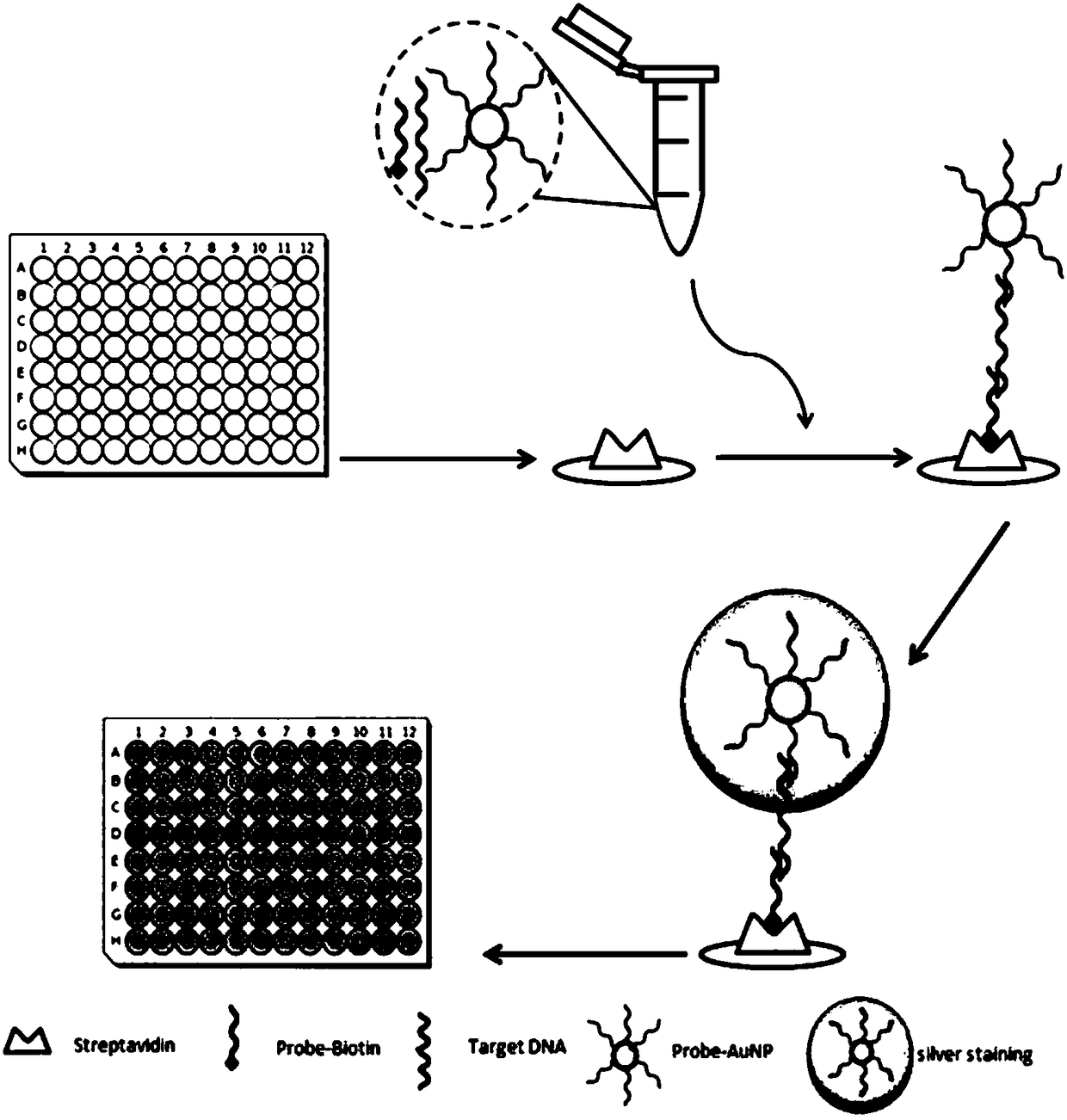 Kit for detecting chlamydia trachomatis and application of kit