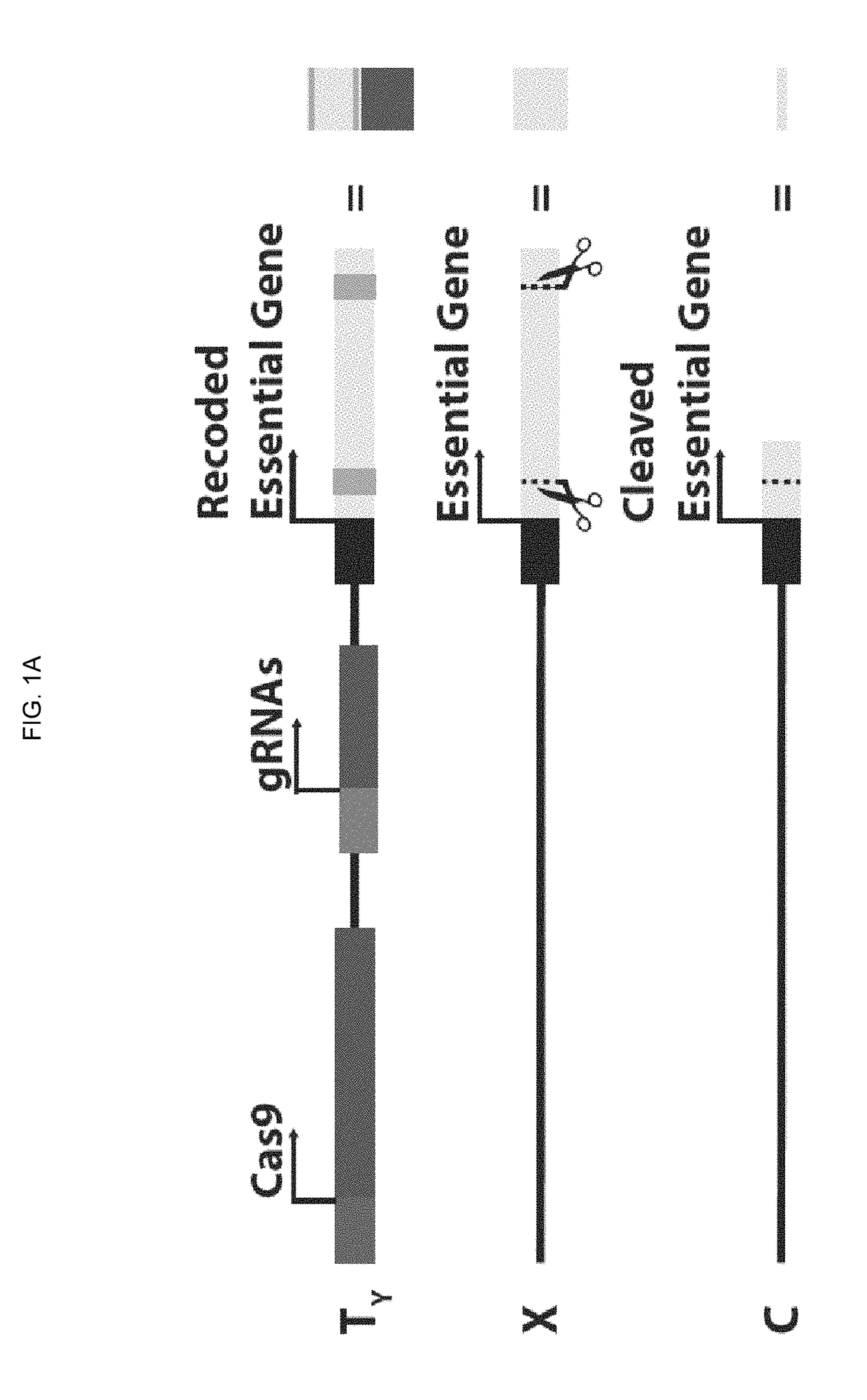 DNA sequence modification-based gene drive