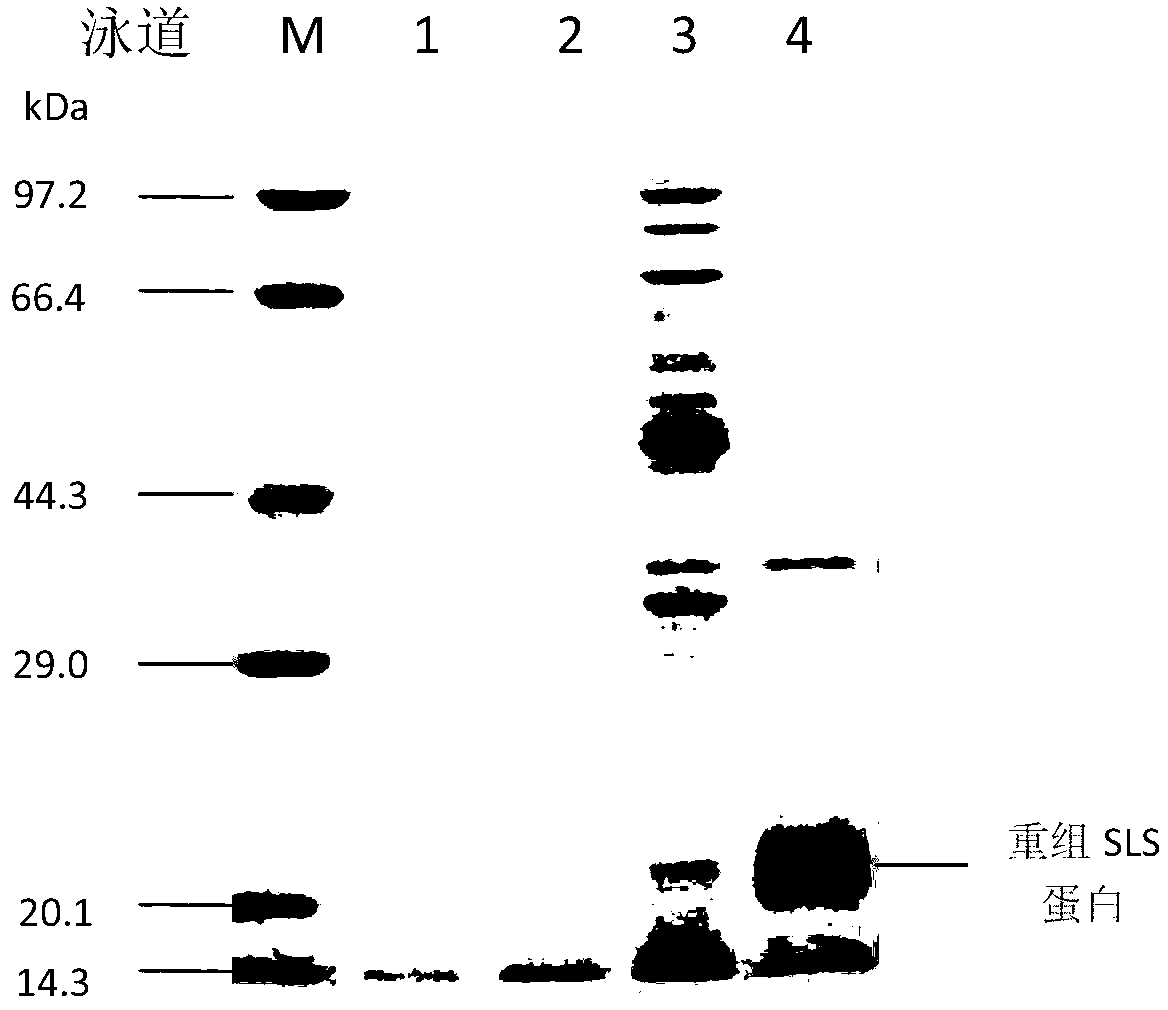 Recombined enterotoxin (namely, fimbriae composite polyvalent vaccine) for resisting diarrhea of piglets and preparation method for recombined enterotoxin (namely, fimbriae composite polyvalent vaccine)