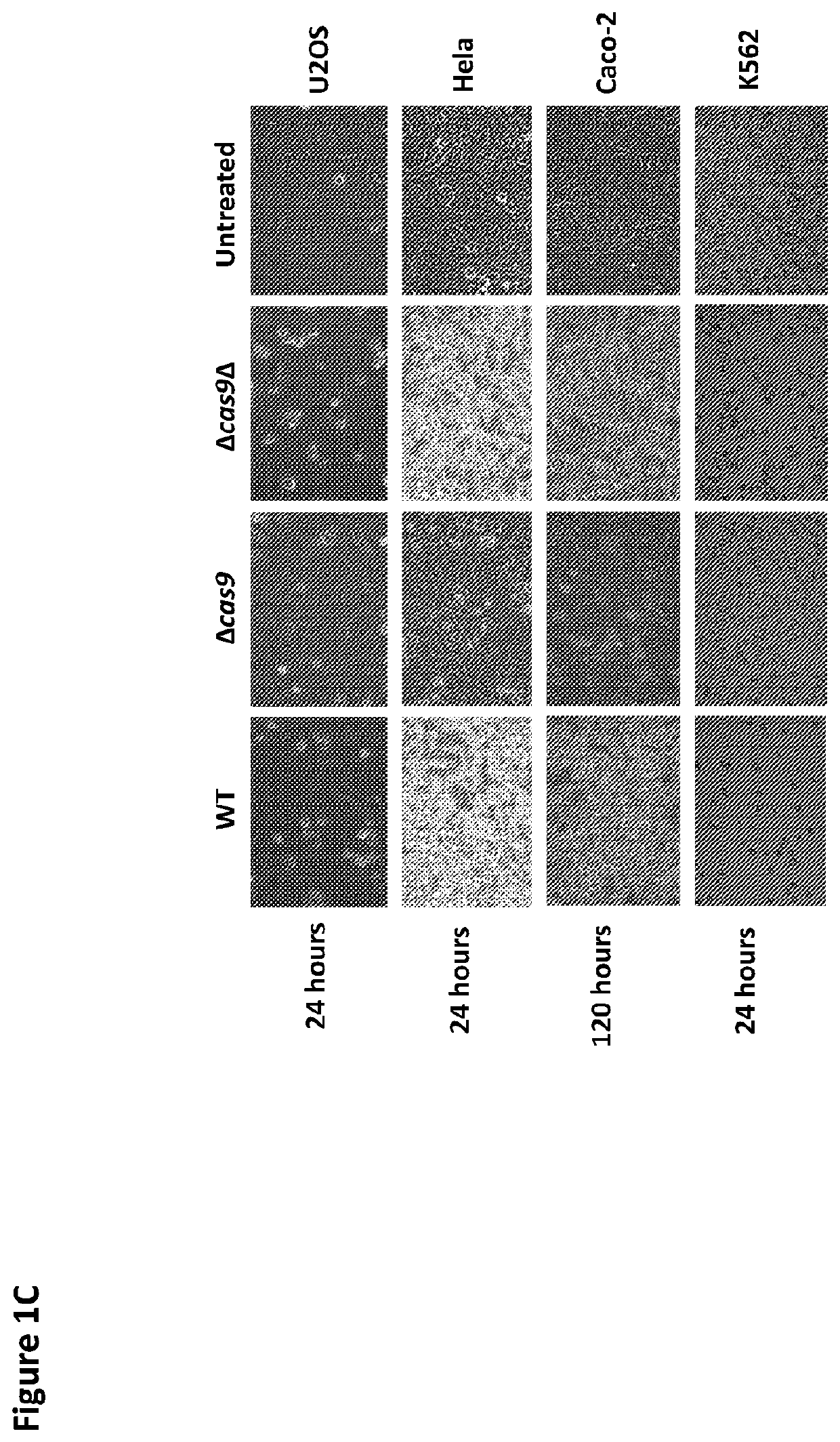 Improved CRISPR-Cas9 Genome Editing Tool