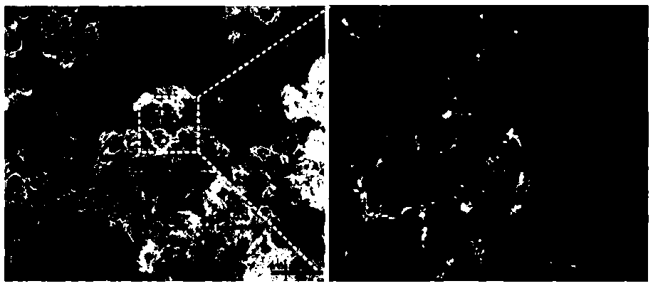 Silver/silver iodide composite material modified with cadmium tungstate and its preparation method and application