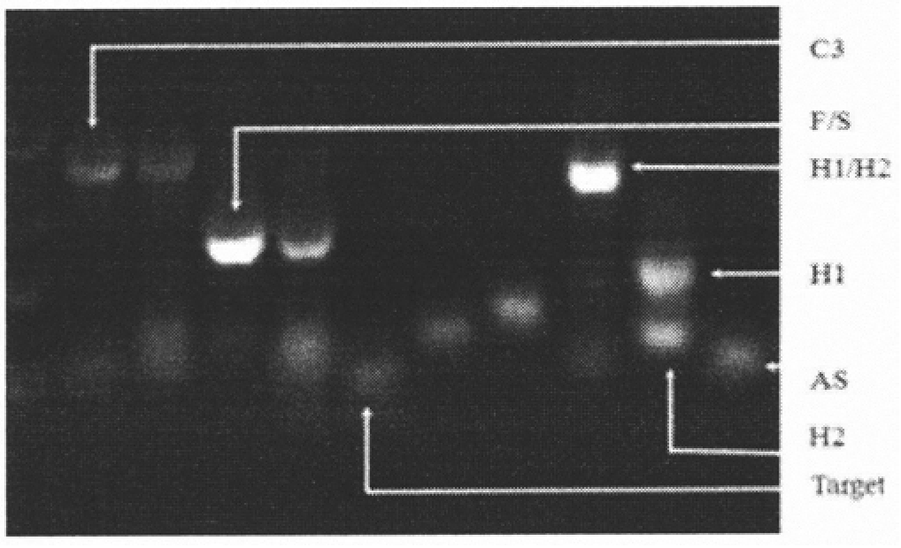 MicroRNA biosensor coupling 3D DNA walking machine with catalytic hairpin assembly