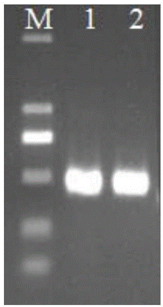 Method and primers for detecting mutation of NOP10 gene exon 2 mutation site R34W(C100T) sequence