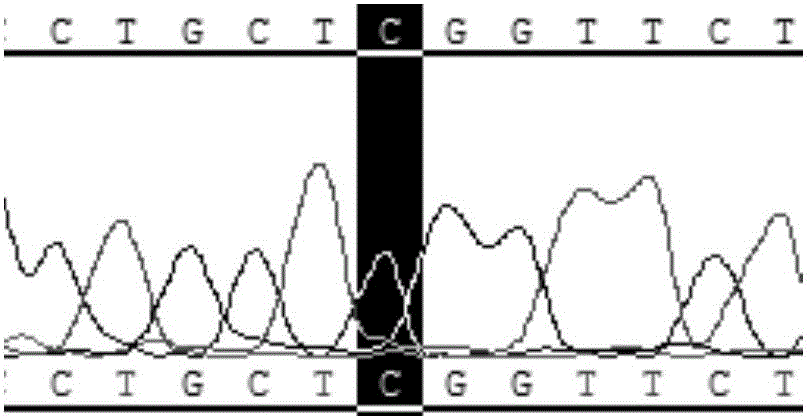 Method and primers for detecting mutation of NOP10 gene exon 2 mutation site R34W(C100T) sequence