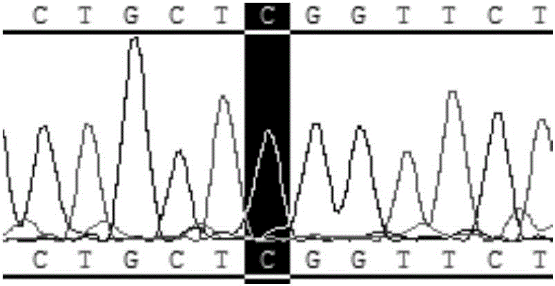 Method and primers for detecting mutation of NOP10 gene exon 2 mutation site R34W(C100T) sequence