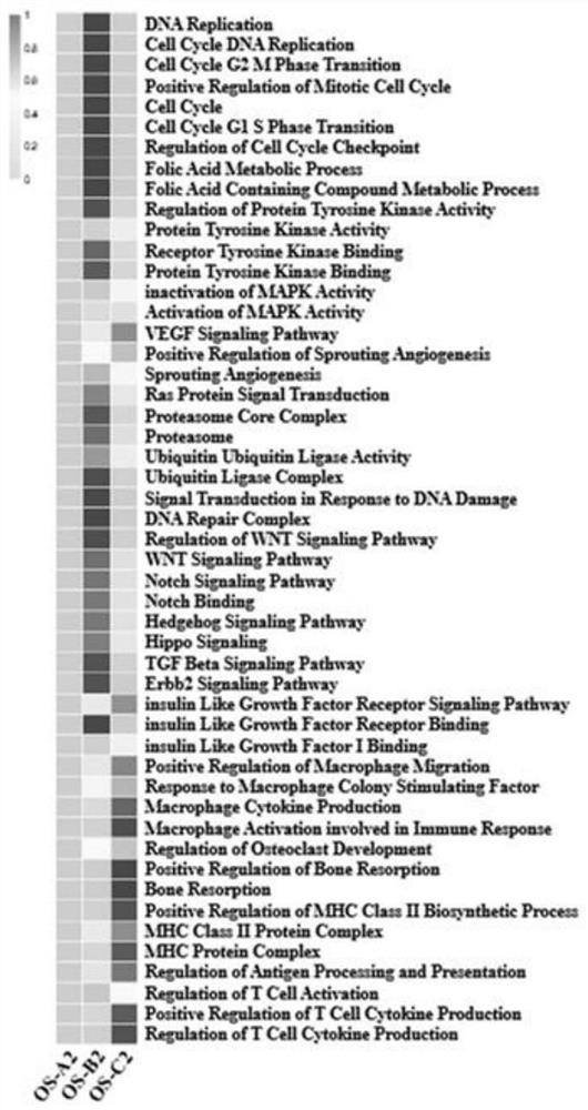 Gene for osteosarcoma typing and osteosarcoma prognosis evaluation and application thereof