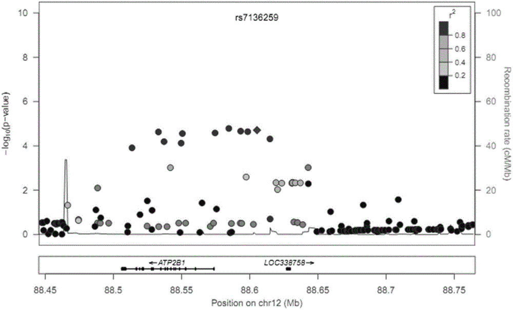 Tag single nucleotide polymorphism at 12# chromosome susceptible area related to coronary heart disease, and haplotype and application of tag single nucleotide polymorphism