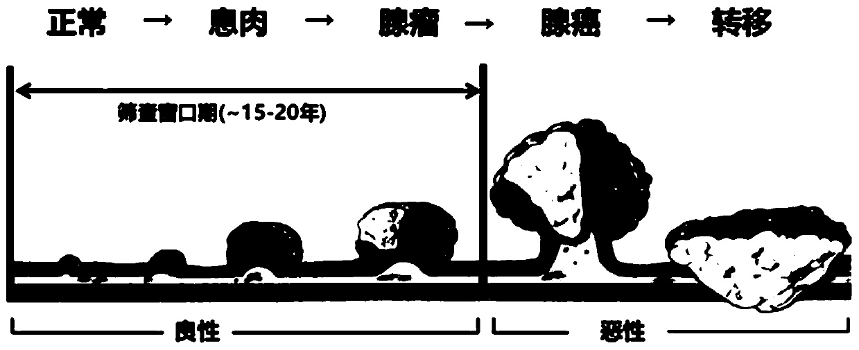 Image report generation method and device, terminal and storage medium