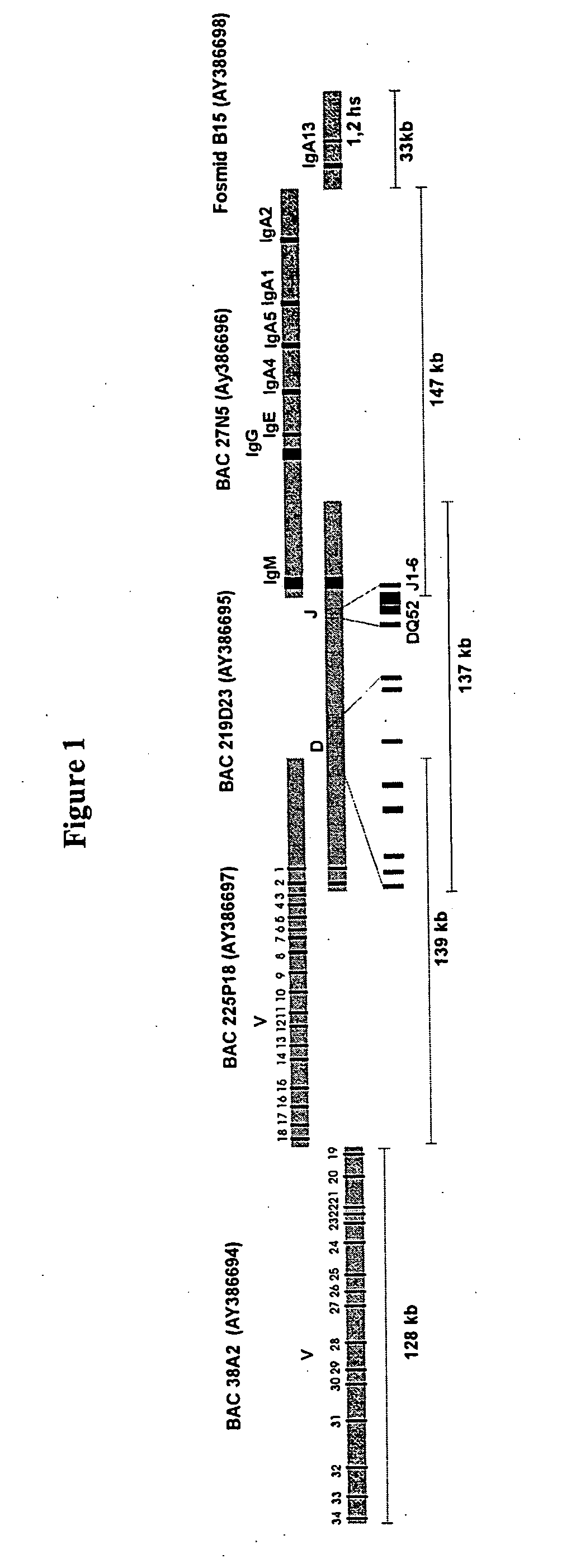 Humanized immunoglobulin loci