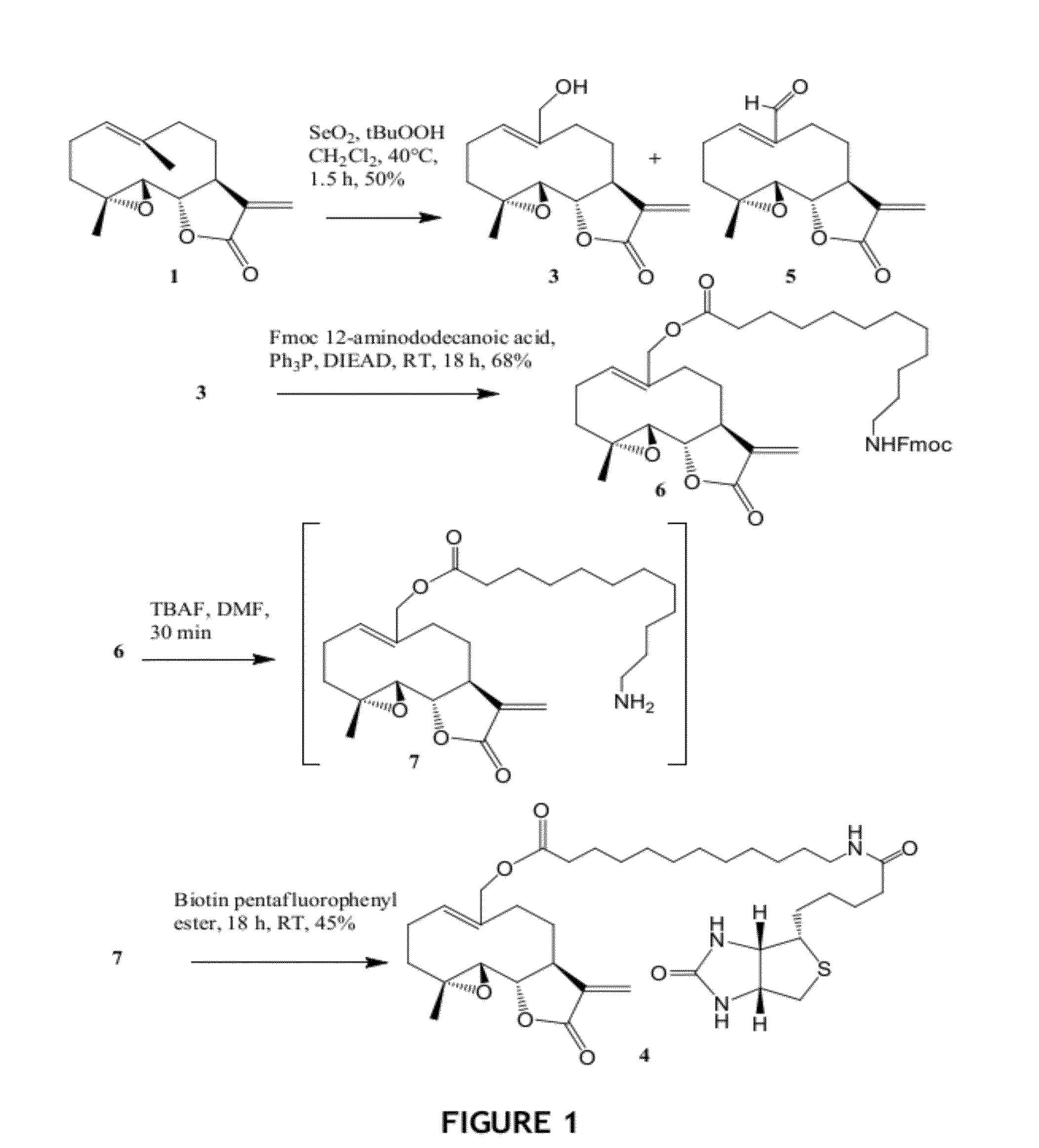 Melampomagnolide B Derivatives as Antileukemic and Cytotoxic Agents