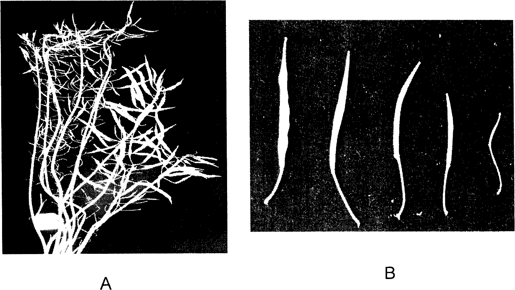 Dominant SCAR molecule mark for wild cabbage type cole self-incompatibility and uses thereof