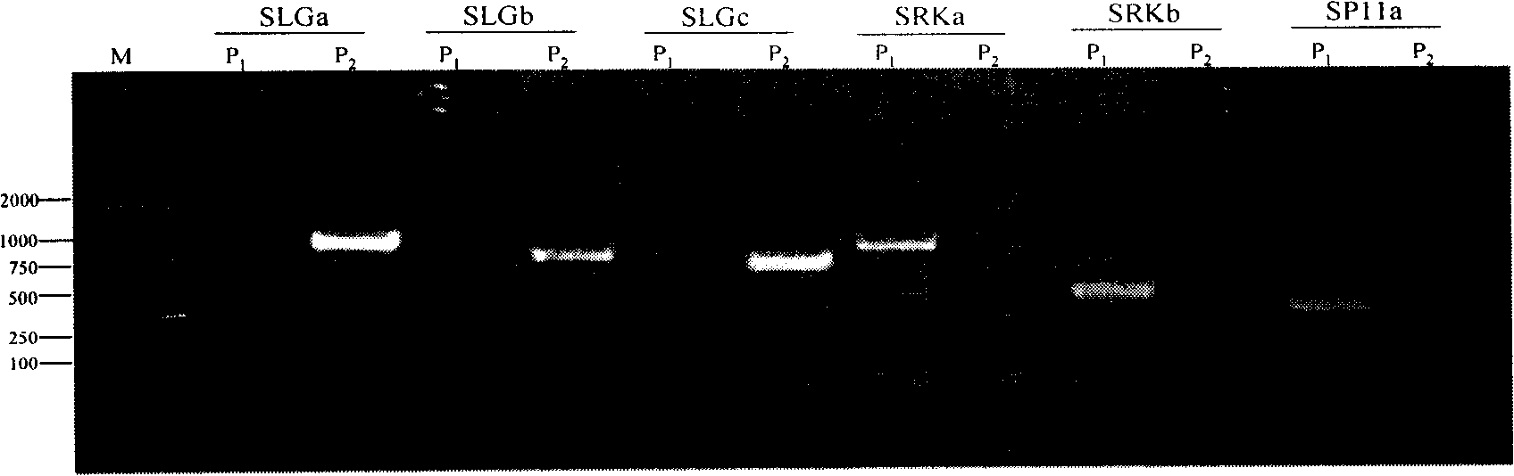 Dominant SCAR molecule mark for wild cabbage type cole self-incompatibility and uses thereof