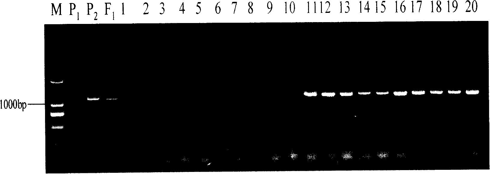 Dominant SCAR molecule mark for wild cabbage type cole self-incompatibility and uses thereof