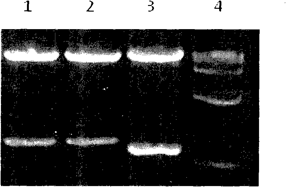 Method for inducing differentiation of stem cells into islet-like cells