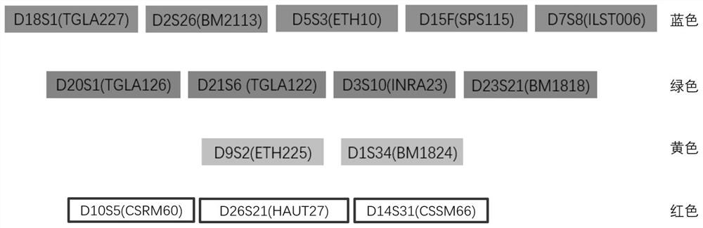 Bovine STR composite amplification detection kit, primer composition and application thereof