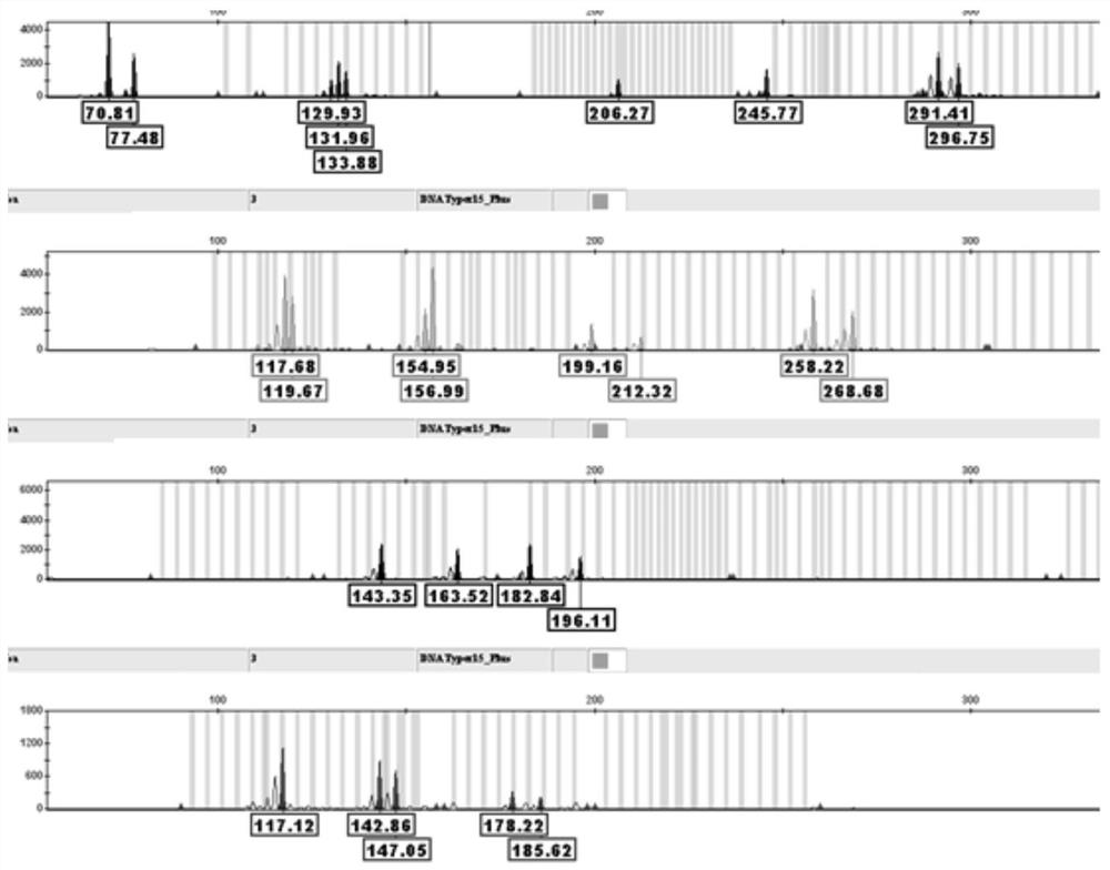 Bovine STR composite amplification detection kit, primer composition and application thereof