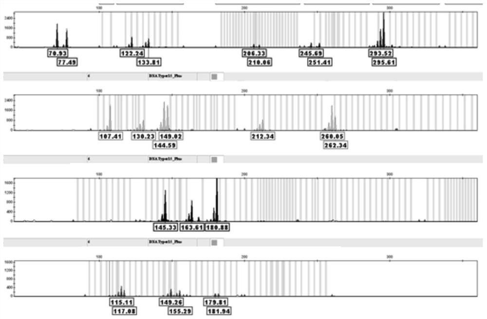 Bovine STR composite amplification detection kit, primer composition and application thereof