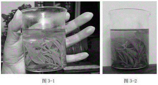 A kind of preparation method of jujube bud leaf green tea