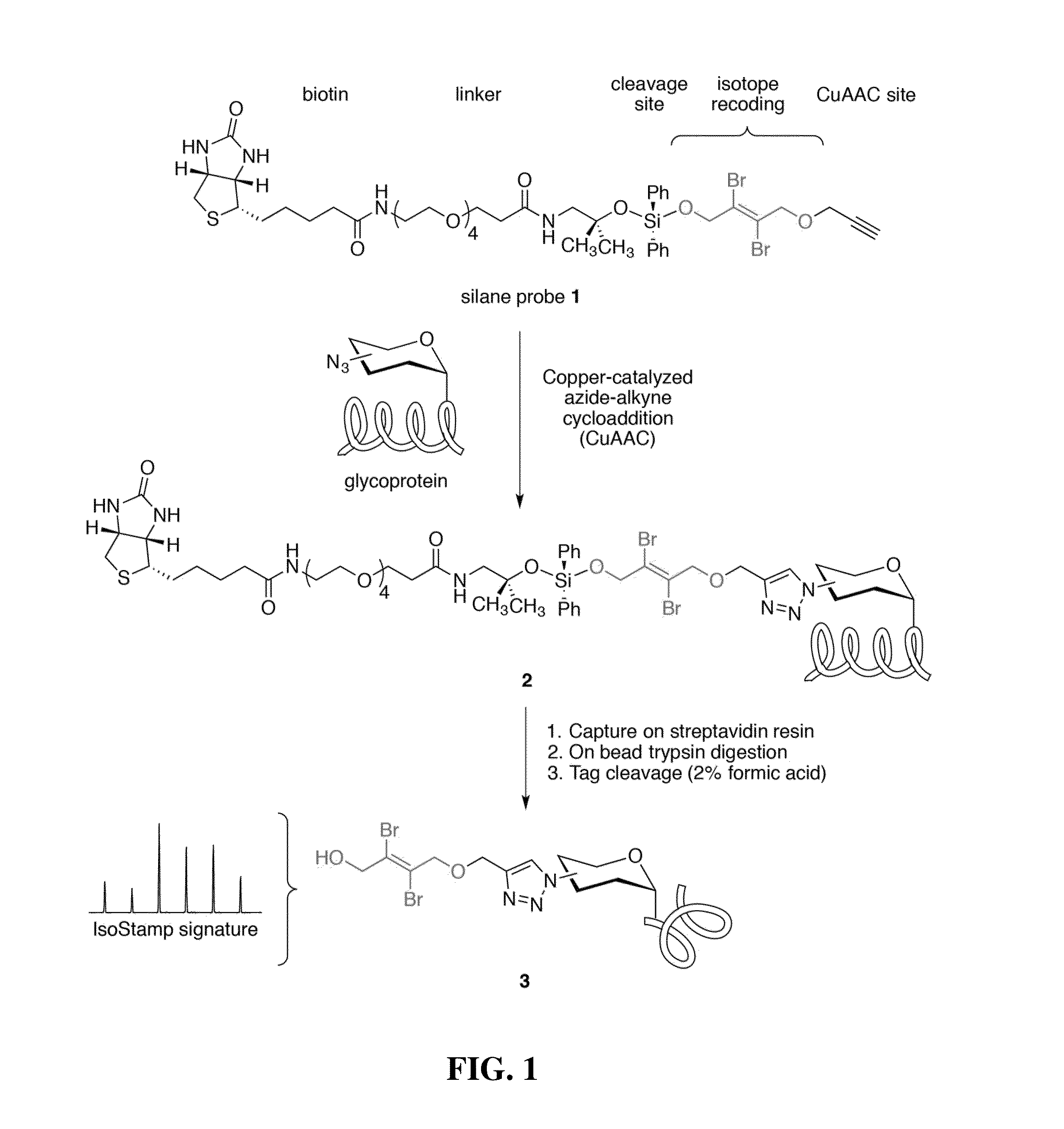 Cleavable probes for isotope targeted glycoproteomics and methods of using the same