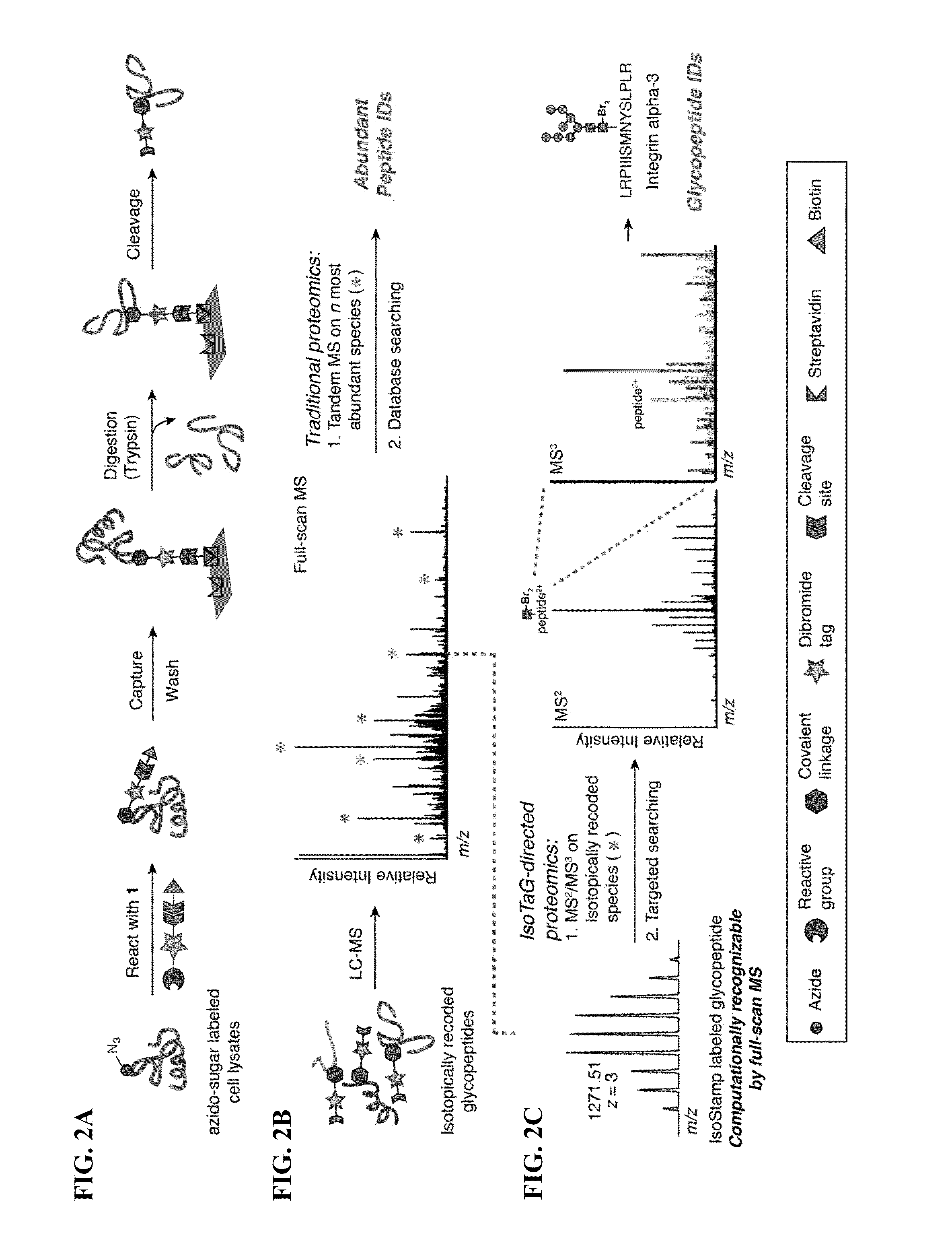 Cleavable probes for isotope targeted glycoproteomics and methods of using the same