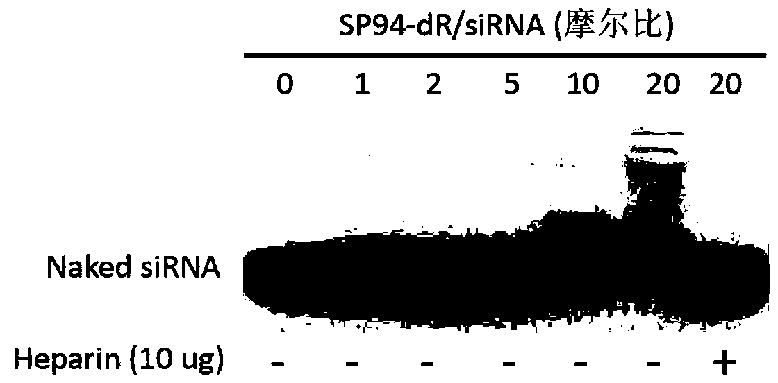 Polypeptide and nucleic acid drug nanoparticles containing same