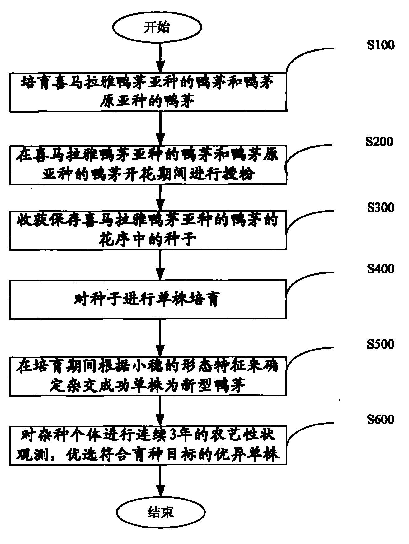 Hybrid breeding method of cocksfoot