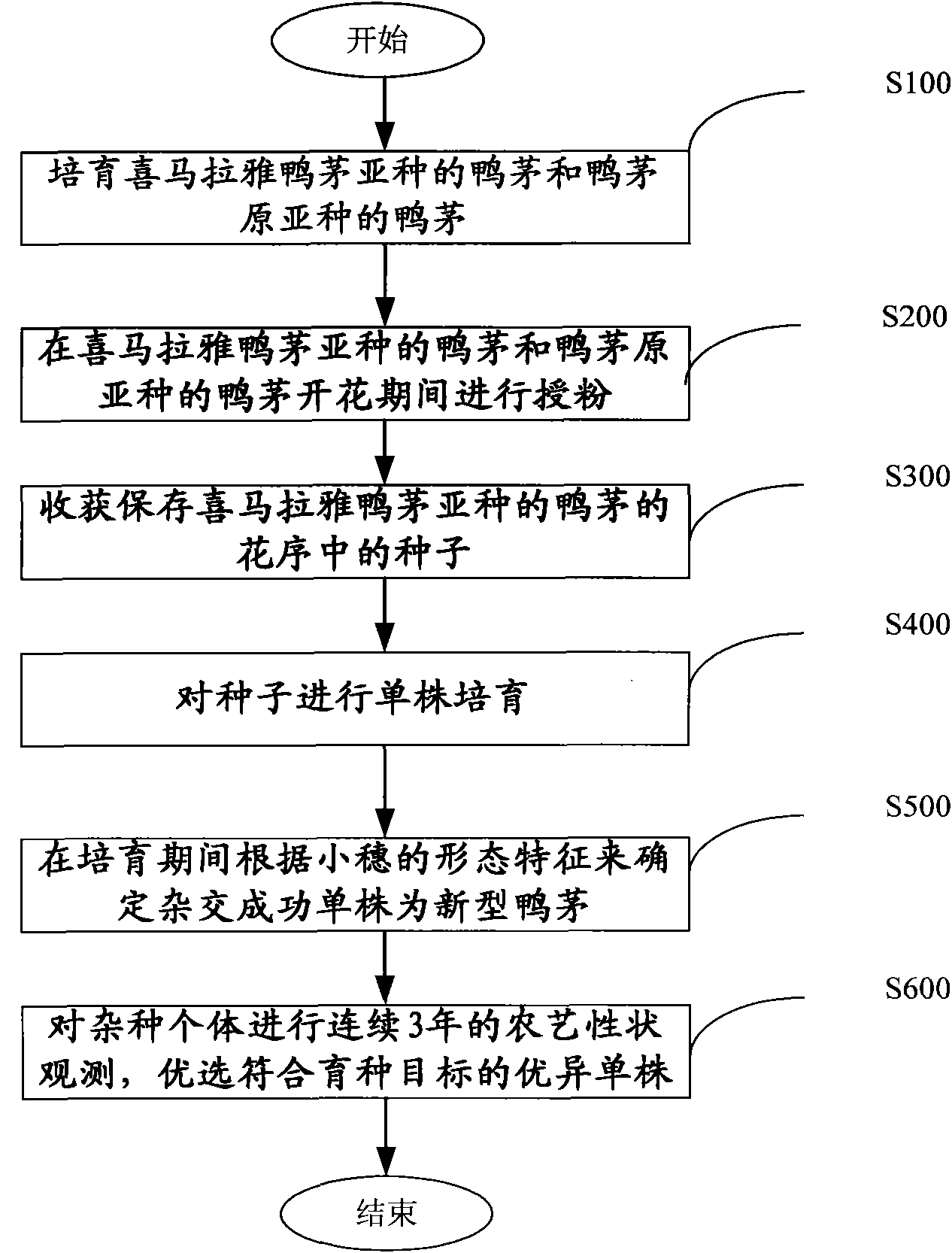 Hybrid breeding method of cocksfoot