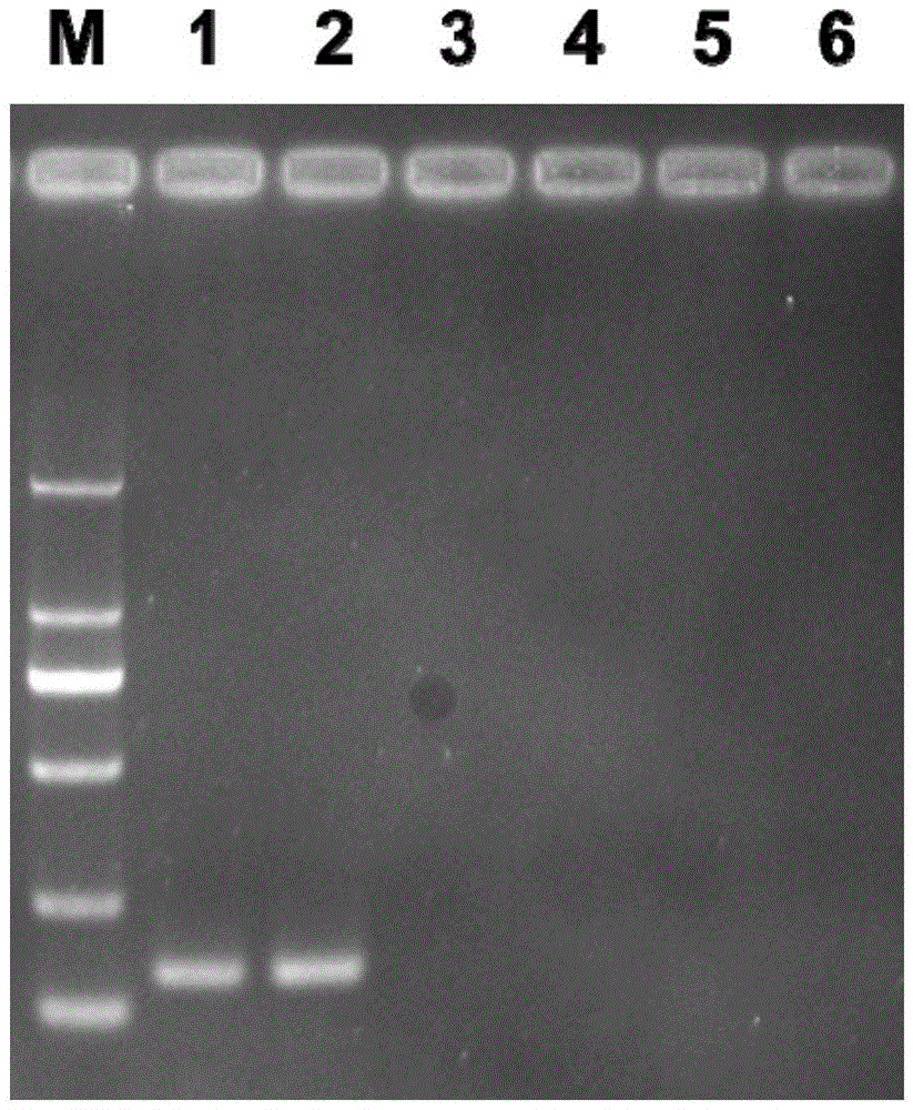 The pcr detection primers of spruce dwarf mistletoe and its application and pcr detection method