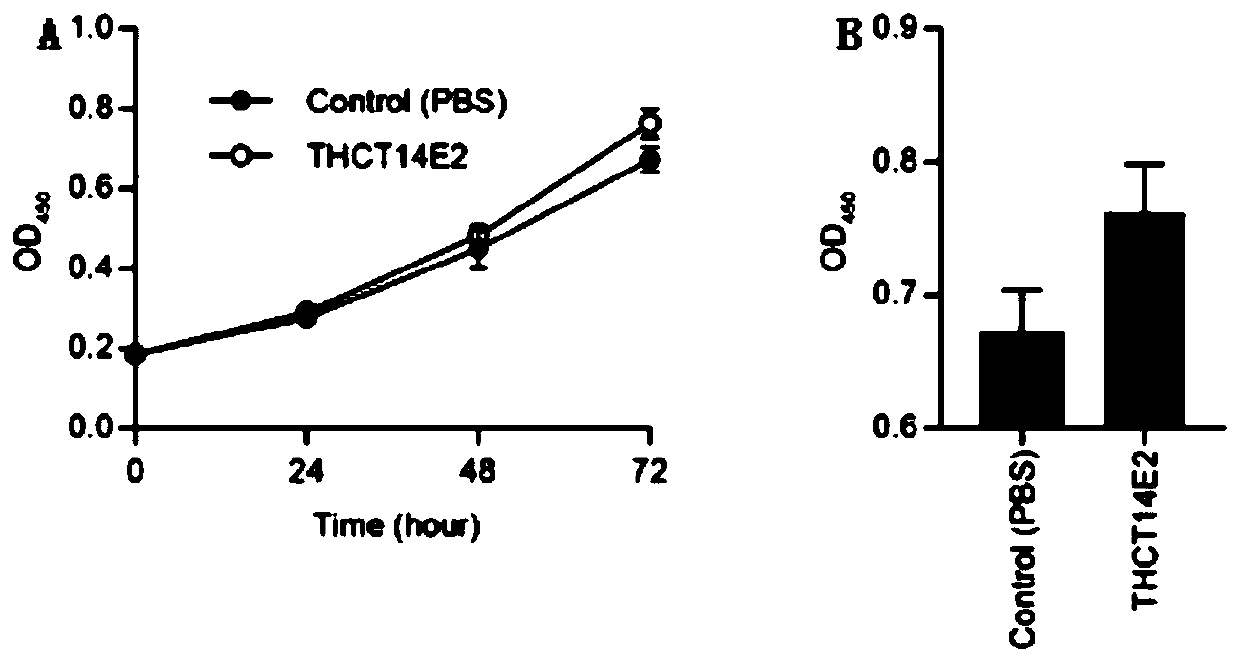 Fusobacterium nucleatum obtained from large intestine cancer tumor tissue and application of fusobacterium nucleatum obtained from large intestine cancer tumor tissue