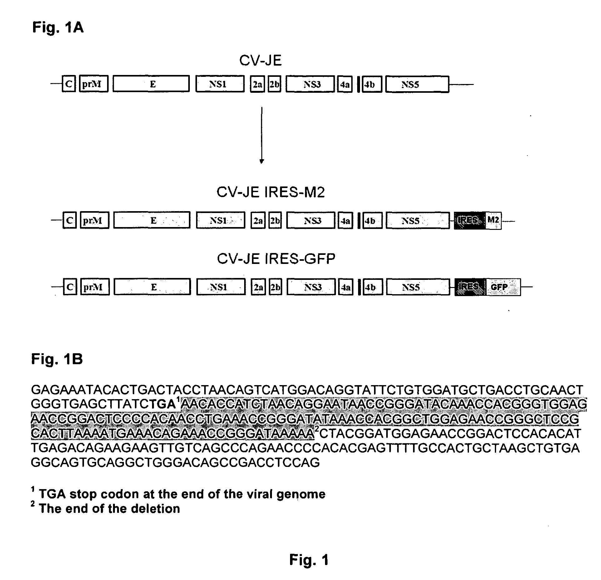 Recombinant Bicistronic Flavivirus Vectors