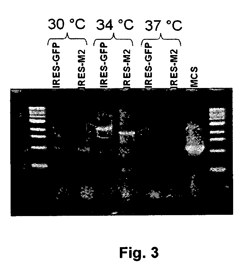 Recombinant Bicistronic Flavivirus Vectors