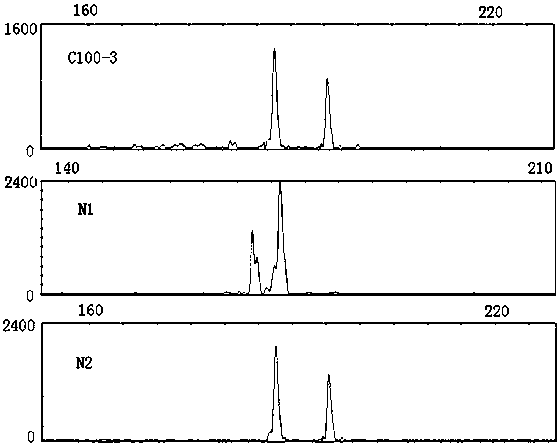 A special primer and its identification method for identification of excellent clones of Populus nigra