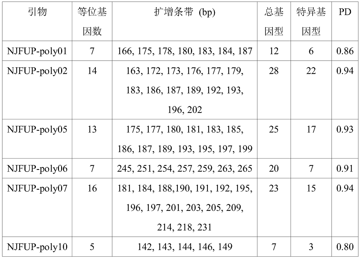 A special primer and its identification method for identification of excellent clones of Populus nigra