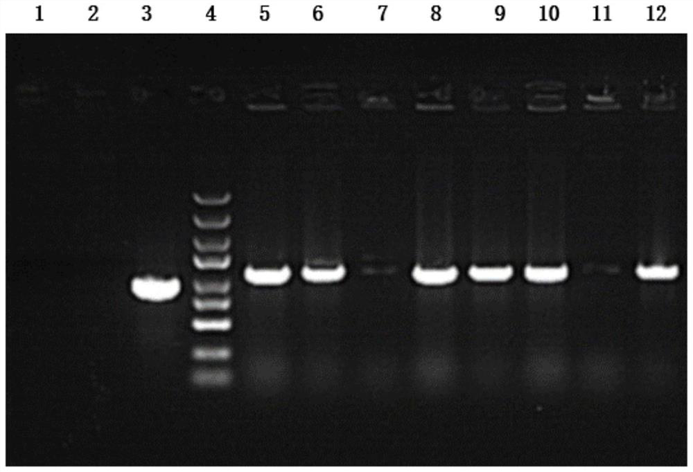 Application of Nnufs1 gene in treatment of heart failure after myocardial infarction and related product