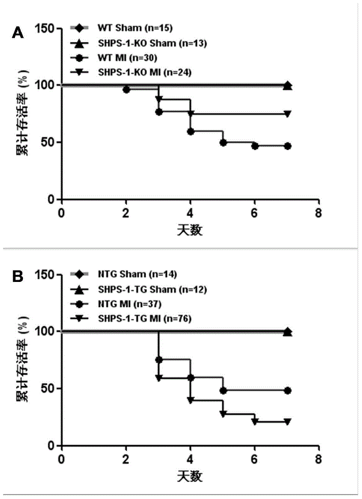 Application of Signal Regulatory Protein α (shsp-1) Gene in Myocardial Infarction