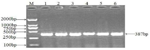 RYR2 (ryanodine receptor 2) gene as molecular marker to affect feed conversion rate of sheep and application of molecular marker