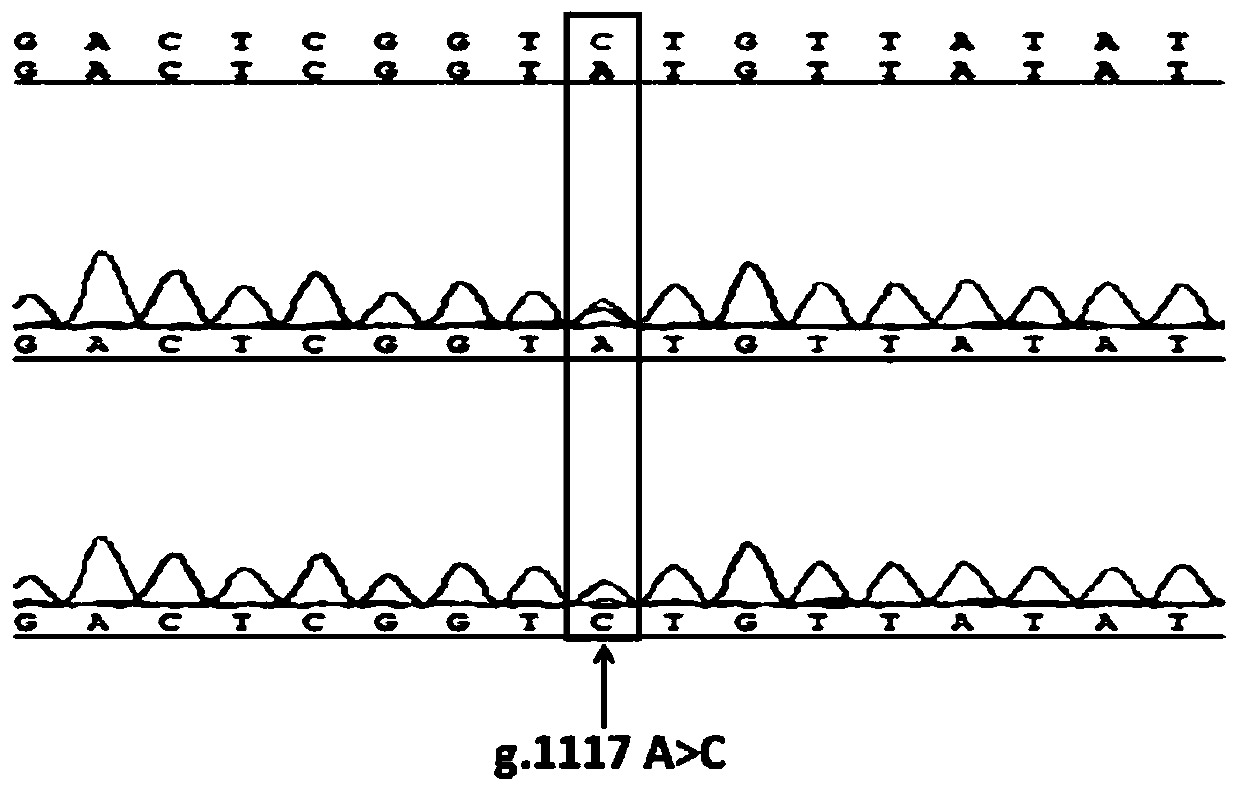 RYR2 (ryanodine receptor 2) gene as molecular marker to affect feed conversion rate of sheep and application of molecular marker