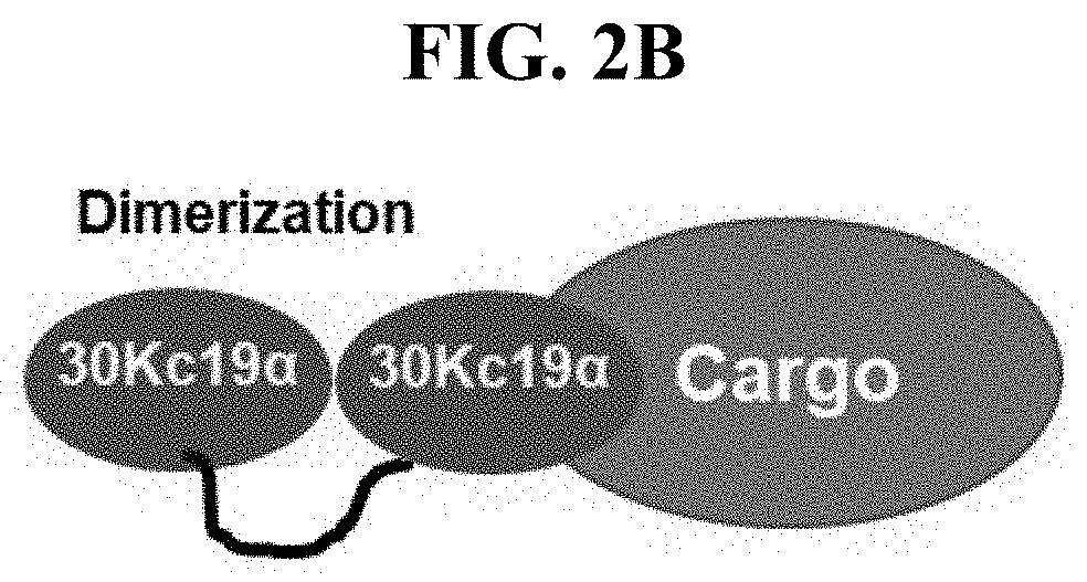 Cell-penetrating peptide dimers, method for preparing the same, and cargo delivery system using the same