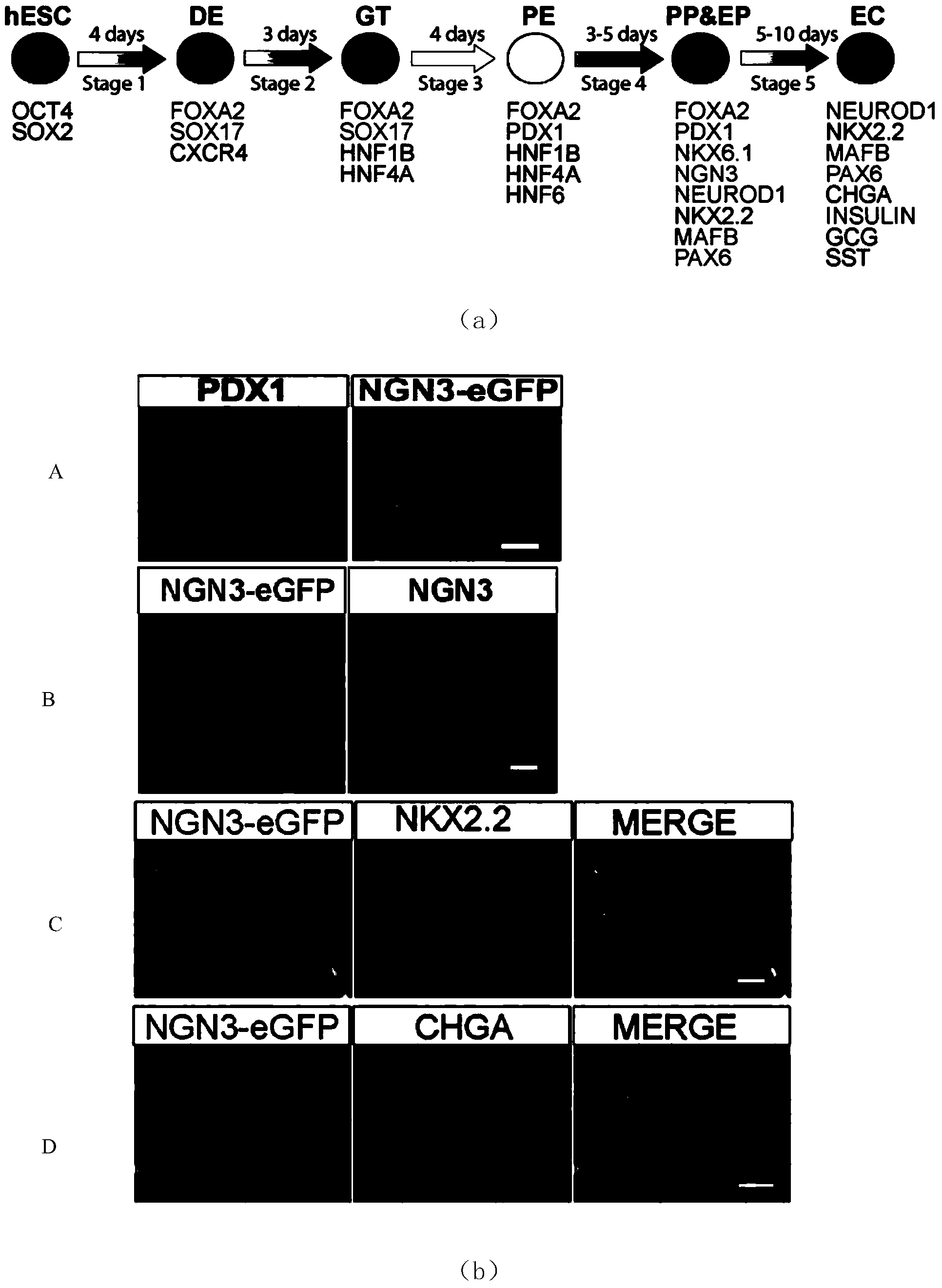 Application of SUSD2 protein as marker