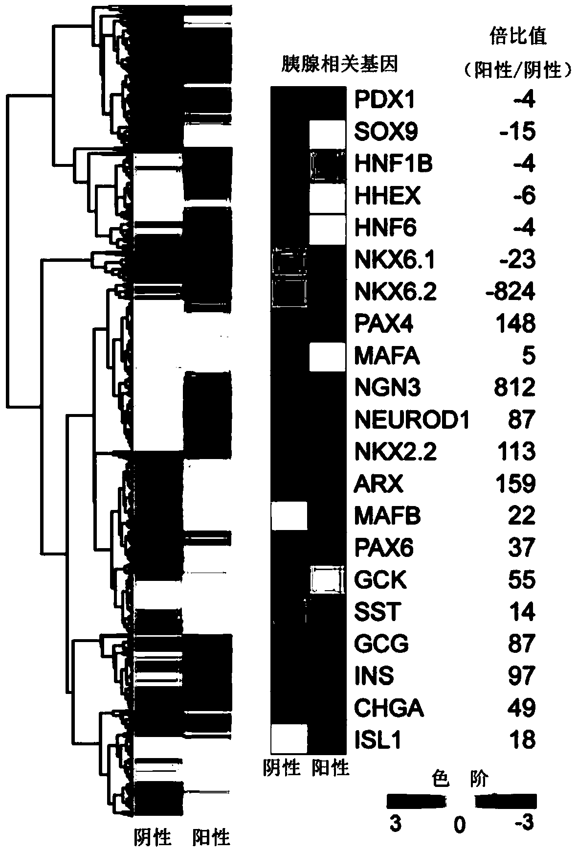 Application of SUSD2 protein as marker