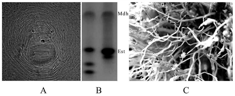 Cucumis sativus grafting method and application thereof in meloidogyne spp. control