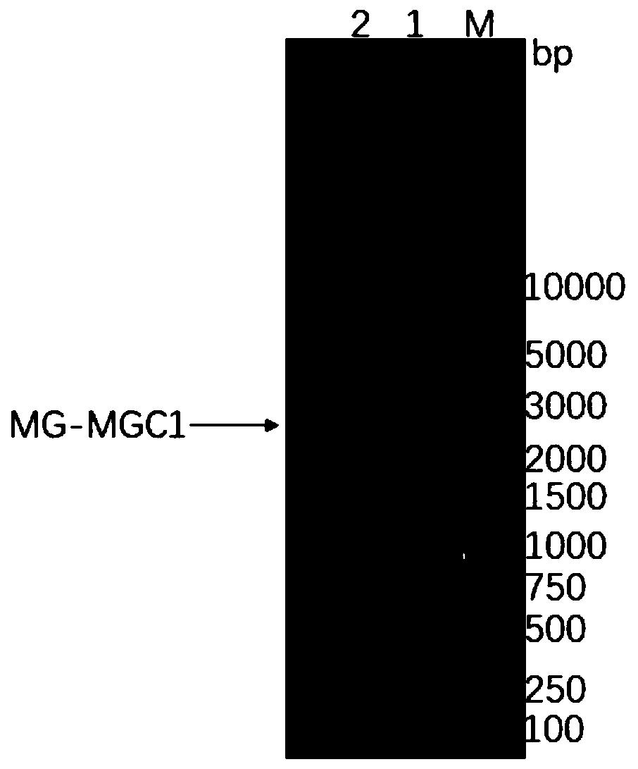 Novel gene engineering subunit vaccine for mycoplasma gallisepticum