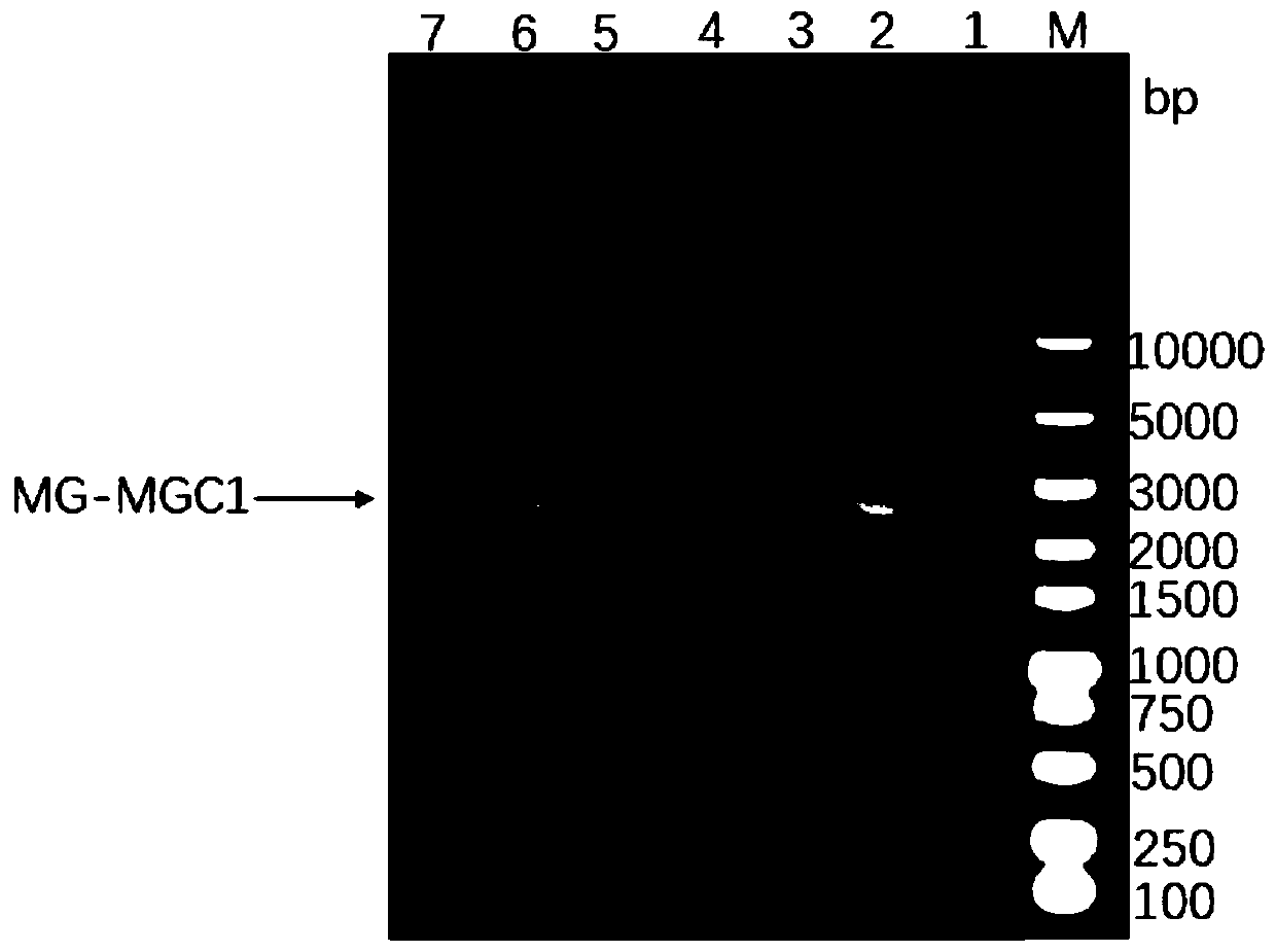 Novel gene engineering subunit vaccine for mycoplasma gallisepticum