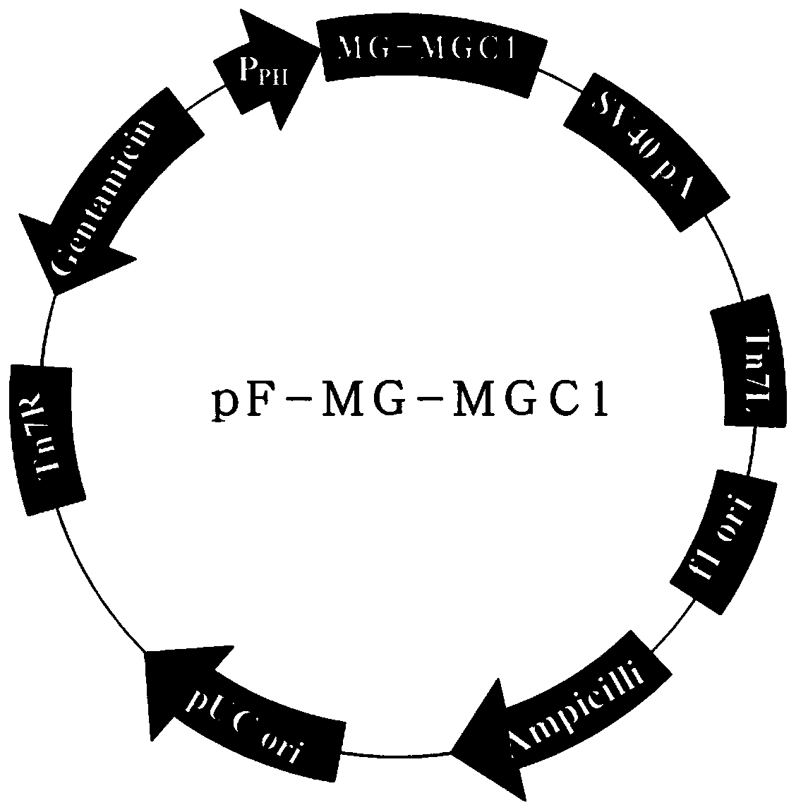 Novel gene engineering subunit vaccine for mycoplasma gallisepticum