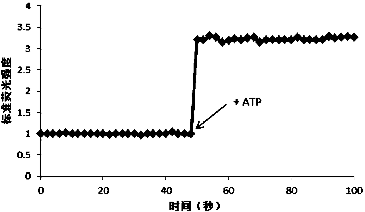 ATP-sensitive fluorescent probe liposome with tumor targeting and tracking functions, preparation method and application thereof