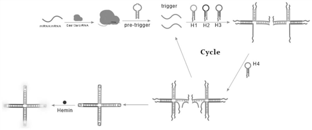 Biosensor for detecting MicroRNA-17