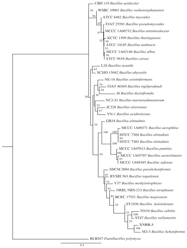 Bacillus licheniformis XNRB-3 and application thereof