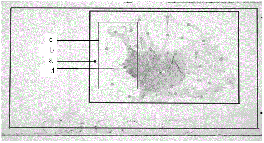 Flat-field correction method based on line-scan digital camera scanning