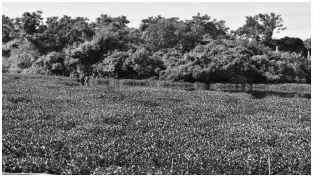 A kind of medicament for controlling water hyacinth and its control method